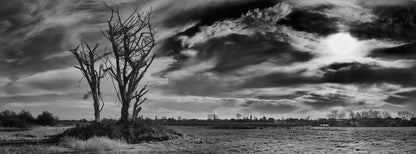 The Tree and Time