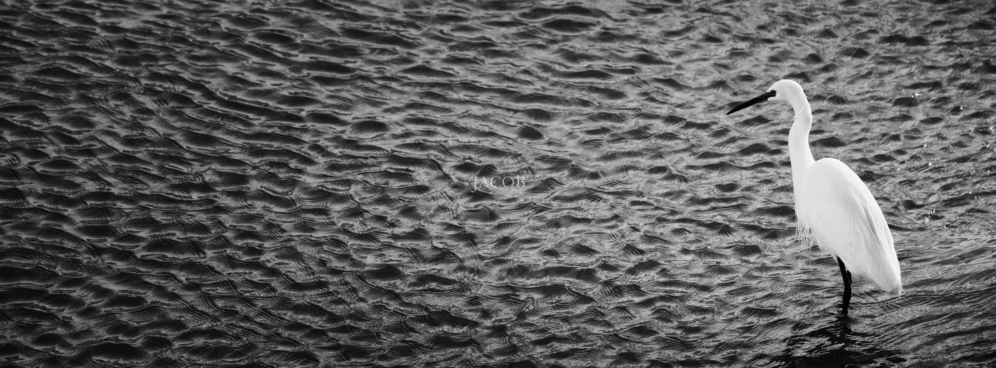 Walk on the wave